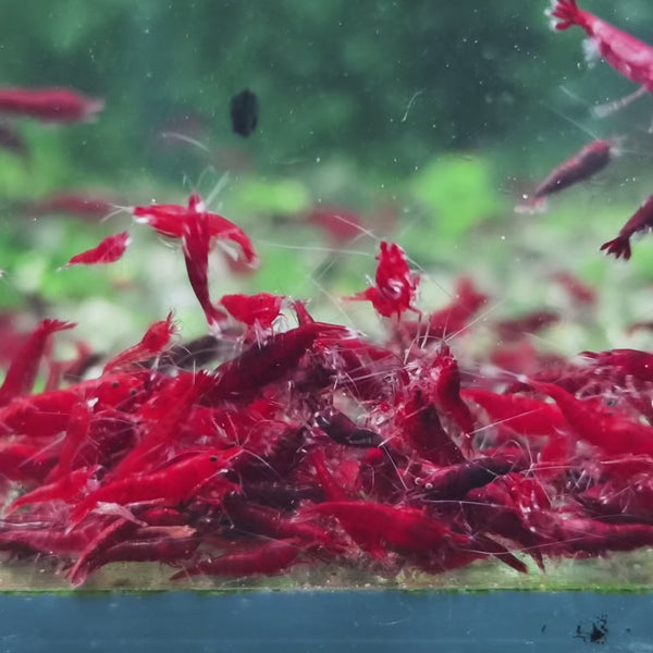 Bloody Mary Neocaridina shrimp – video 1