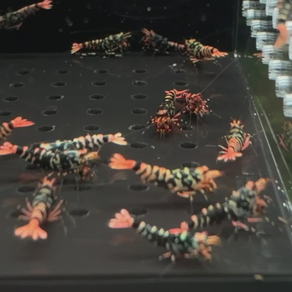 Orange-Based Galaxy Black Tiger – Hornet Caridina shrimp – video 4