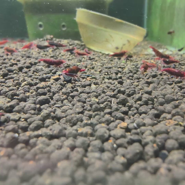 Orange Eyes Dark Red Kingkong (Red Devil)