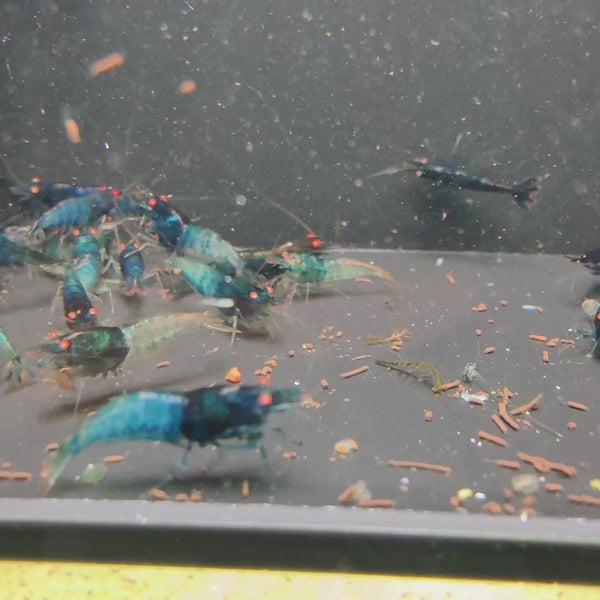 Orange Eyes Blue Devil Caridina shrimp – video 1