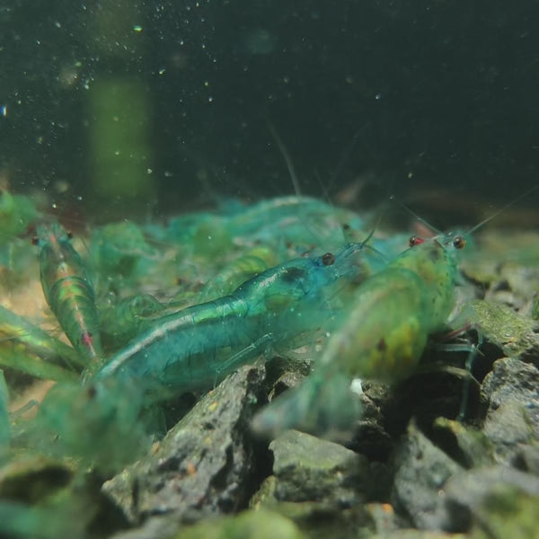 Blue Jelly Neocaridina shrimp – video 1