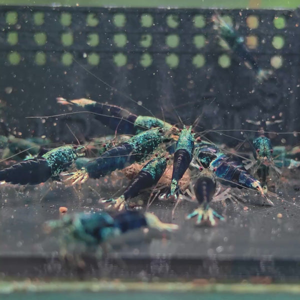 Ocean Blue Caridina shrimp – video 4
