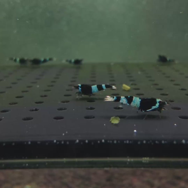 Shadow Black Panda Caridina shrimp – video 1