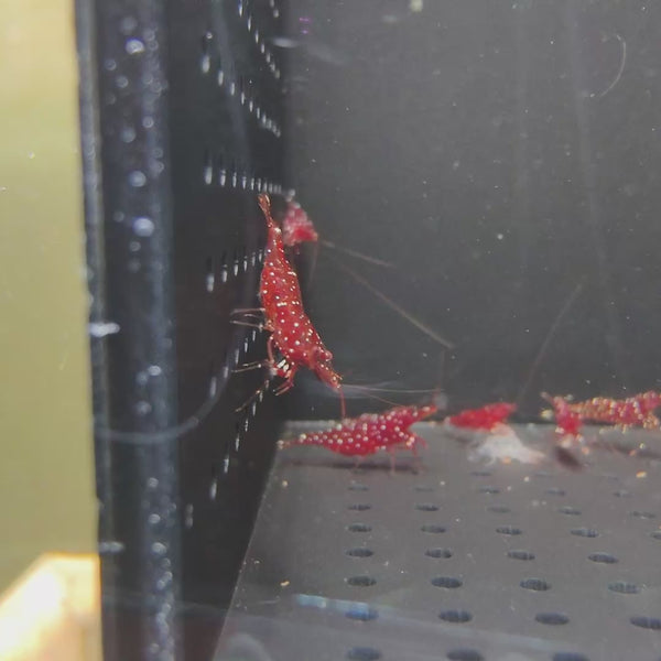 Crystal Red Back Line Caridina shrimp – video 2