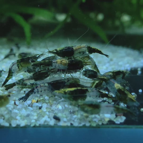 Green Rilli Neocaridina shrimp – video 2