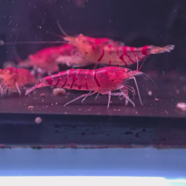 red fancy tiger