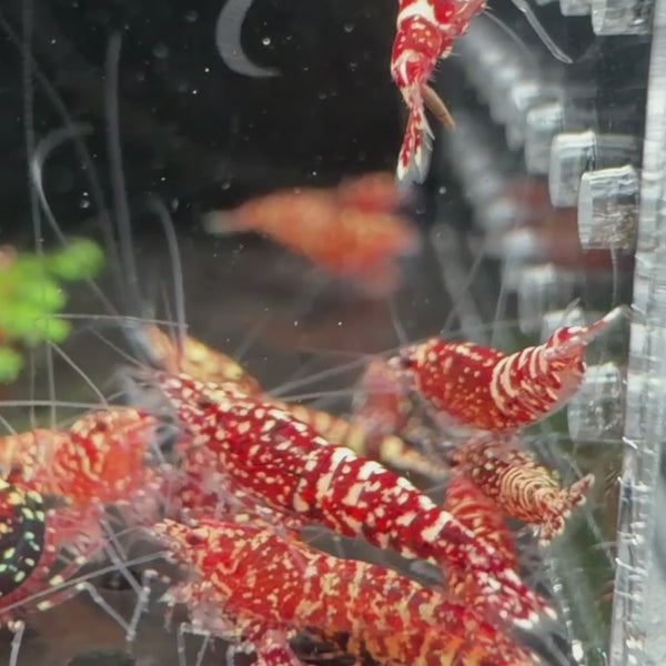red-snowfall-mid