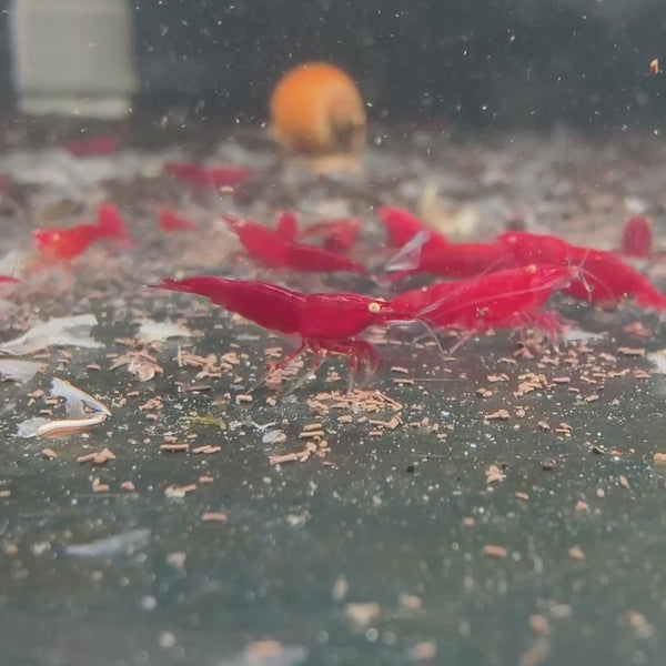 Ghost Fire Red – Golden Eyes Genetic Neocaridina shrimp – video 3