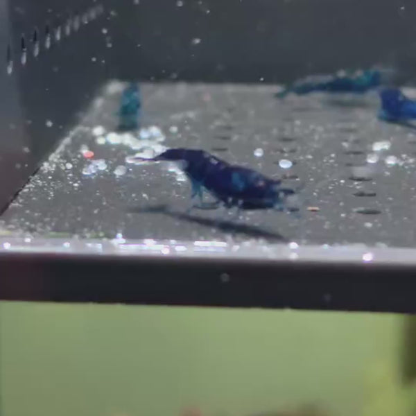 Ultra Blue Neocaridina shrimp – video 2