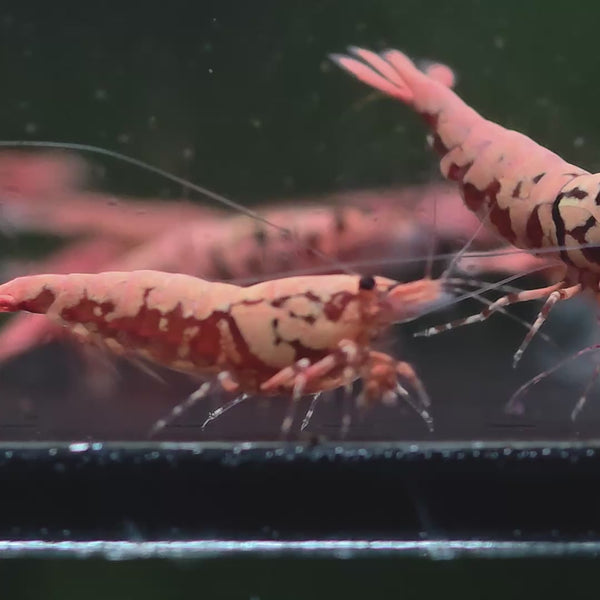 Pink-Based Red Boa Caridina shrimp – video 3