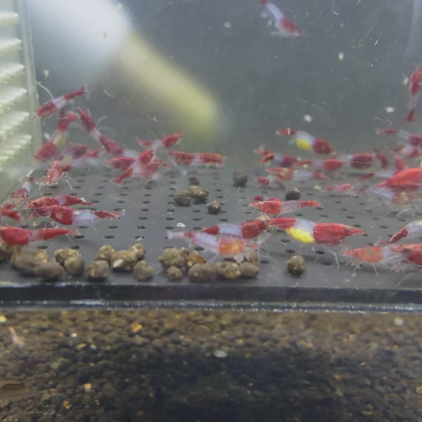 Red Rilli Neocaridina shrimp – video 3