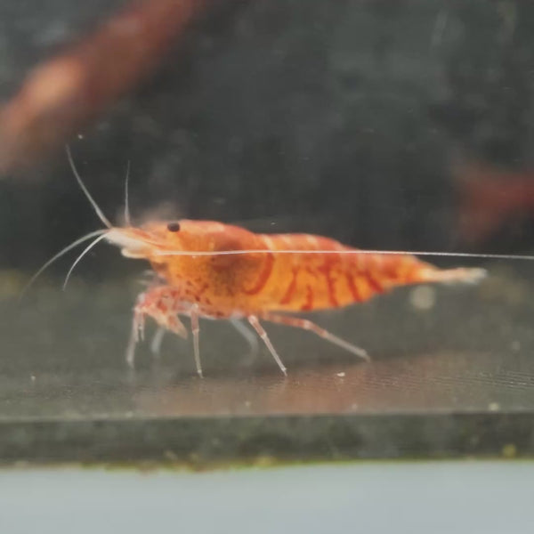 Red Fancy Tiger Caridina shrimp – video 3