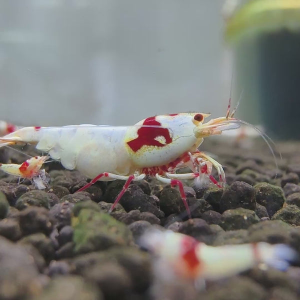 Pure Red Line Caridina shrimp – video 4