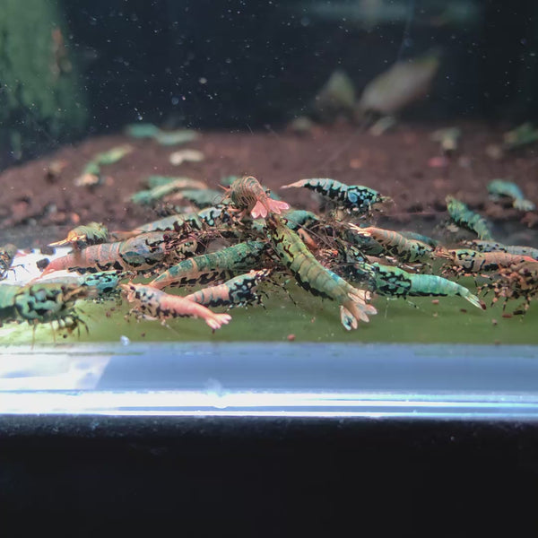 Blue/Green Galaxy Boa Caridina shrimp – video 2