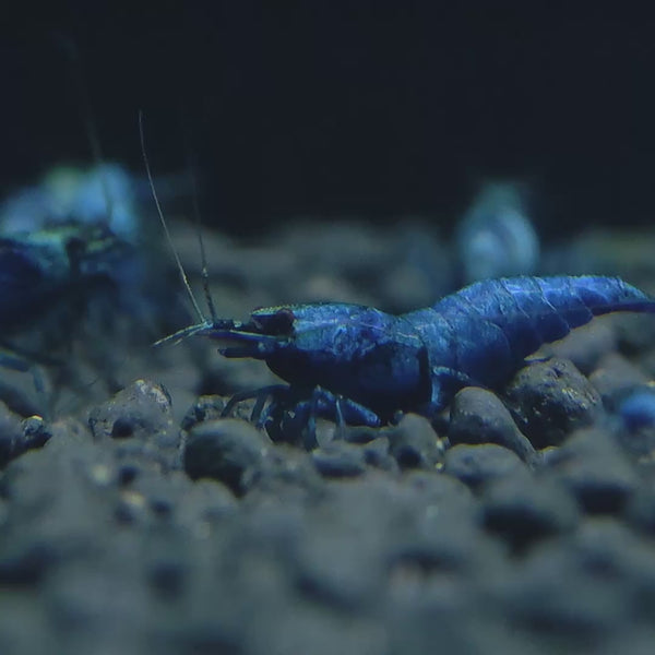 Extreme Blue Bolt Caridina shrimp – video 1