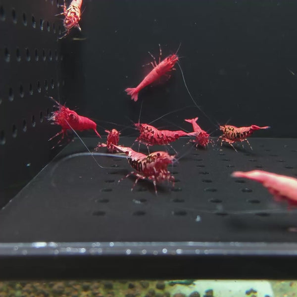 Pink-Based Red Boa Caridina shrimp – video 4