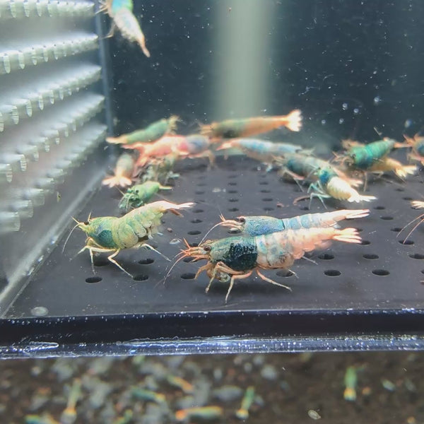 Orange Based Blue Steel Caridina shrimp – video 2