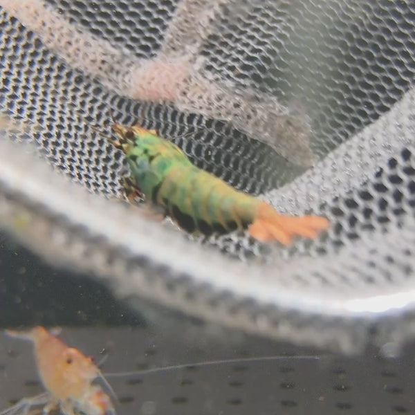 Blue/Green Galaxy Boa Caridina shrimp – video 1
