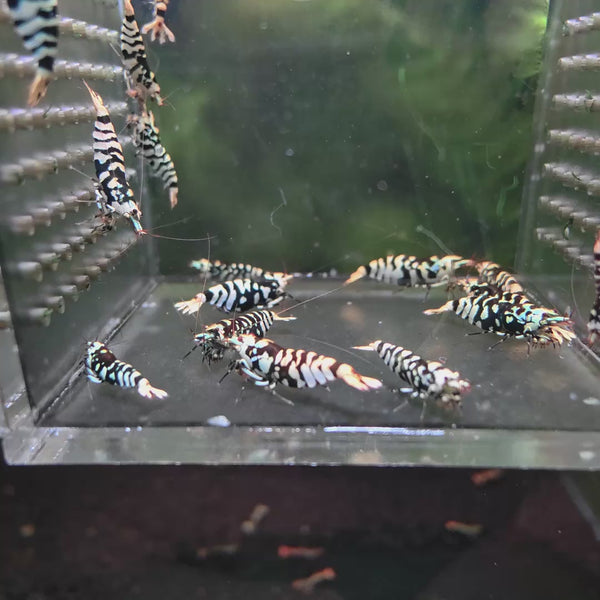 Black Fancy Tiger Caridina shrimp – video 2