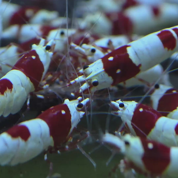 Pure Red Line Caridina shrimp – video 1