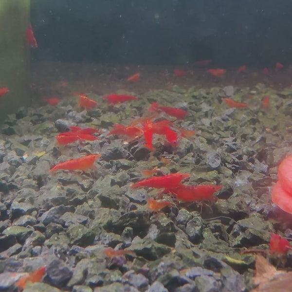 Blood Orange Neocaridina shrimp – video 2