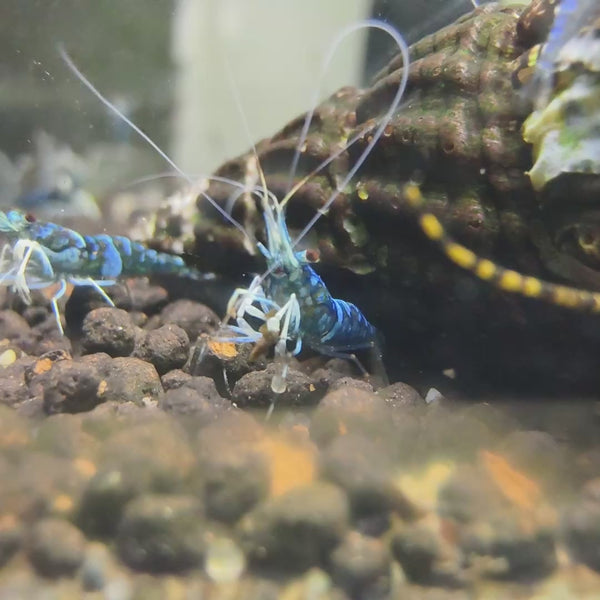 sulawesi blue ghost