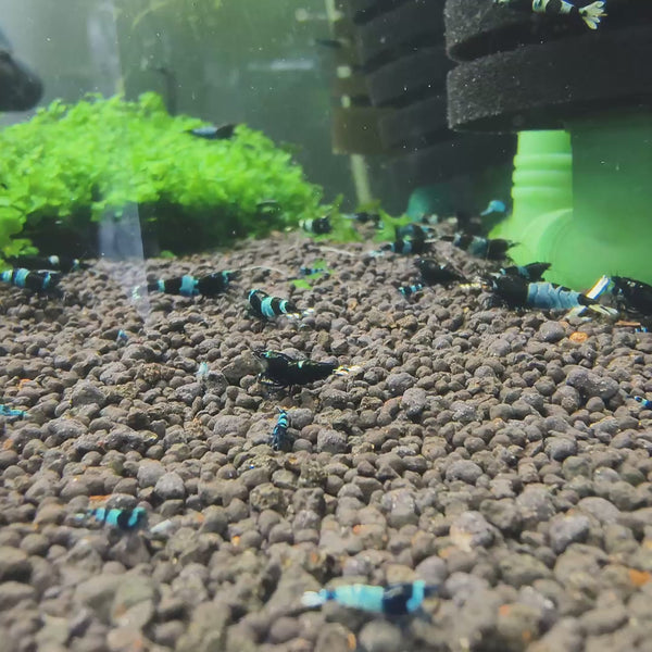Orange Eyes Black Kingkong – Black Devil Caridina shrimp – video 1
