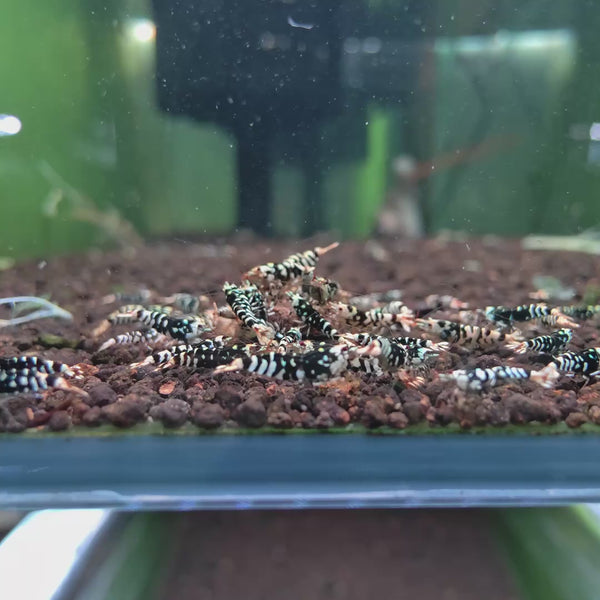 Black Fancy Tiger Caridina shrimp – video 1