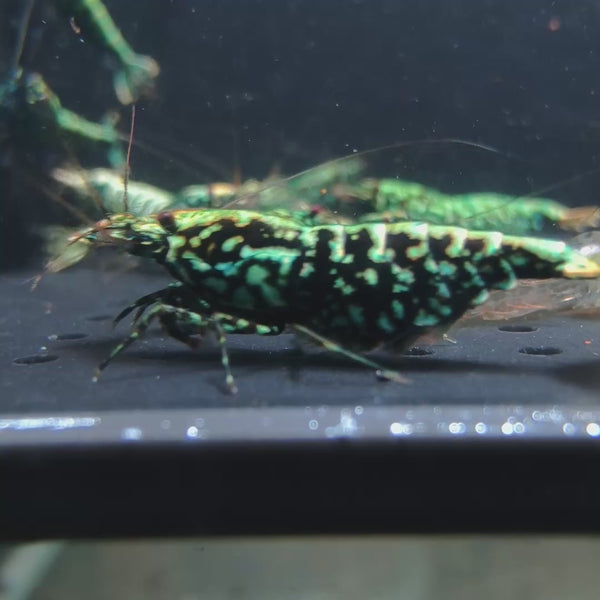 Black Snowflake Fishbone Caridina shrimp – video 1