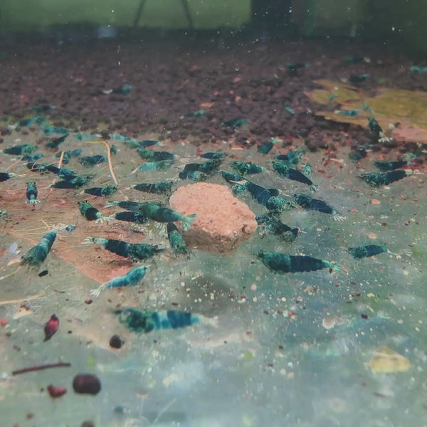 Ocean Blue Caridina shrimp – video 2