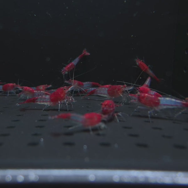 Red Rilli Neocaridina shrimp – video 2