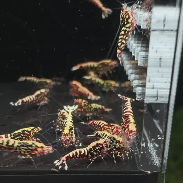 Red Snowflake Fishbone Caridina shrimp – video 4