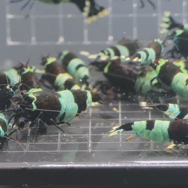 Shadow Black Panda Caridina shrimp – video 3