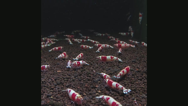 Crystal Red Back Line Caridina shrimp – video 1
