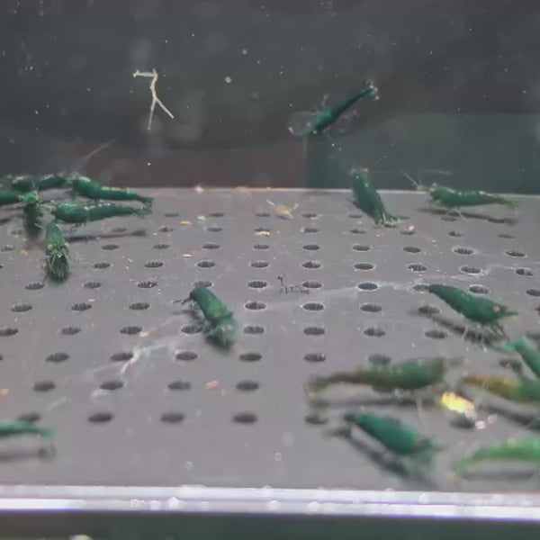 Green Emerald Neocaridina shrimp – video 2