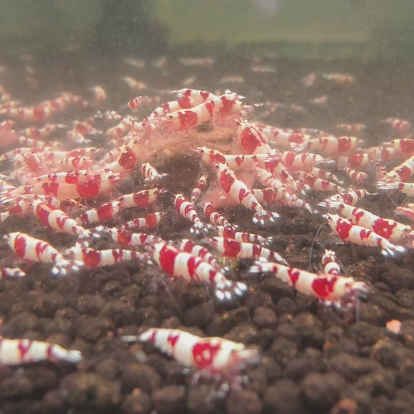 Crystal Red Back Line Caridina shrimp – video 5