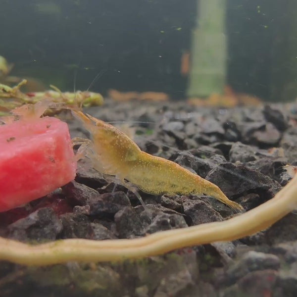 Ghost Yellow – Golden Eyes Genetic Neocaridina shrimp – video 1