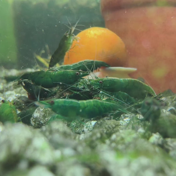 Green Emerald Neocaridina shrimp – video 1