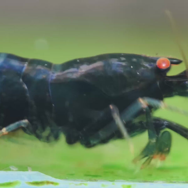 Orange Eyes Black Kingkong – Black Devil Caridina shrimp – video 4