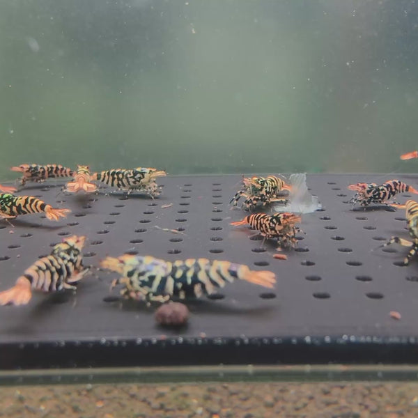 Orange-Based Galaxy Black Tiger – Hornet Caridina shrimp – video 2