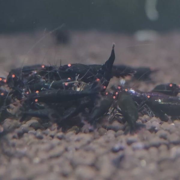 Orange Eyes Black Kingkong – Black Devil Caridina shrimp – video 3