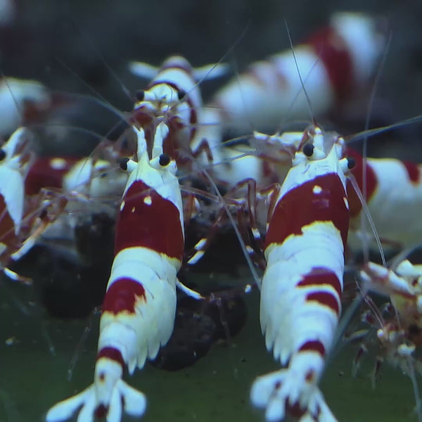 Pure Red Line Caridina shrimp – video 3