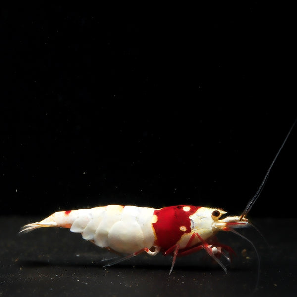 Pure Red Line Caridina shrimp – photo 1
