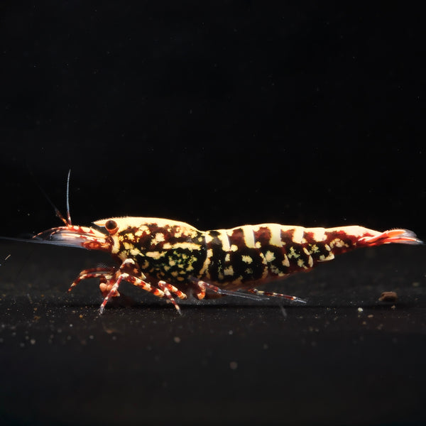Red Snowflake Fishbone Caridina shrimp – photo 1
