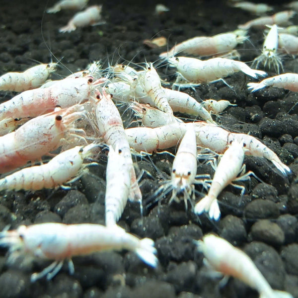 Snow White Caridina shrimp – photo 2