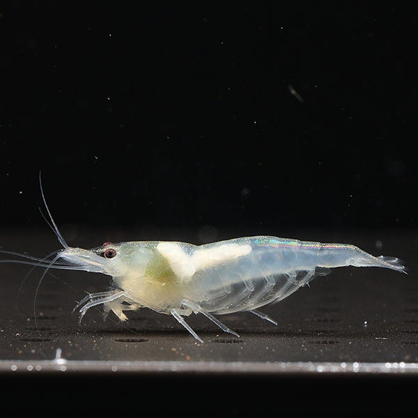 Snow Ball Neocaridina shrimp – photo 1
