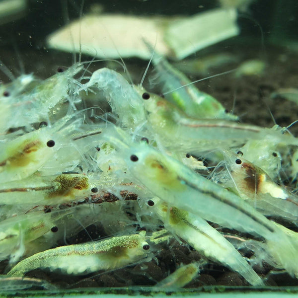 Snow Ball Neocaridina shrimp – photo 2