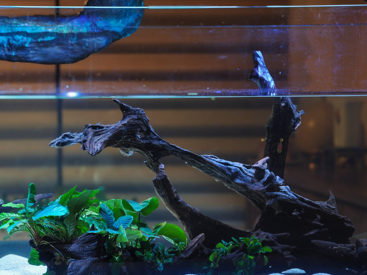 A planted aquascape: driftwood and Anubias over white sand under blue light