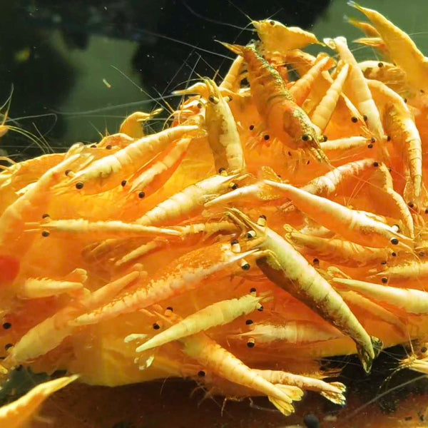 Ultra Gold Neocaridina shrimp – photo 3