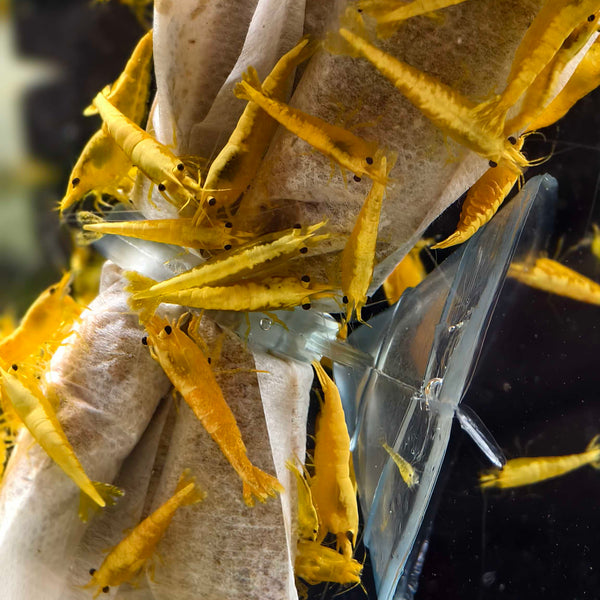 Ultra Gold Neocaridina shrimp – photo 2